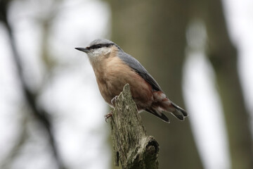 European Nuthatch (Sitta europaea)