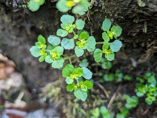 Opposite-leaved Golden Saxifrage flowers and leaves (Chrysosplenium oppositifolium)