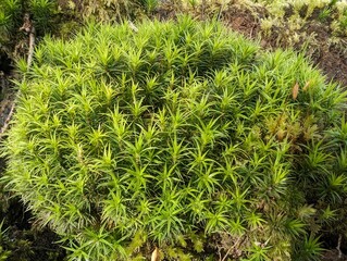 A Haircap Moss (Polytrichum) growing in a British woodland
