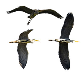 large еркуу flying grey heronы isolated on white - 784759260