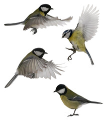 four yellow tits birds isolated on white