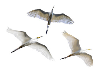 three herons in flight isolated on white background