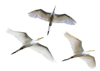 Foto op Plexiglas three herons in flight isolated on white background © Alexander Potapov