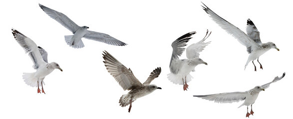 six European herring gulls in free flight on white