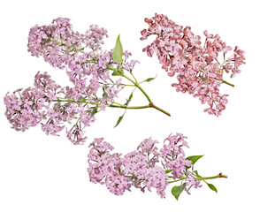 fine red lilac blossoming three branches with small green leaves - 784759291