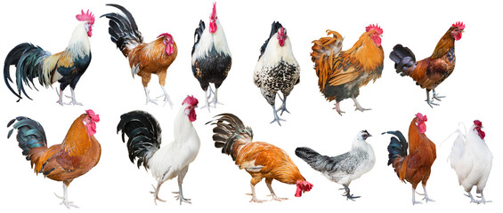 twelve roosters isolated on white background