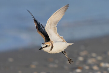 Waders or shorebirds, male kentish plover on the beach in italy