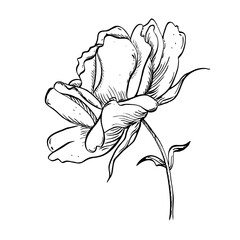 Wild rose flower on stem with leaves. Vector hand drawn floral illustration of blooming rosehip in outline style. Sketch