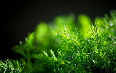 Dill aromatic fresh herbs. Bunch of fresh green dill close up, isolated on black background, condiments. Vegetarian food, organic. Anethum graveolens macro shot 
