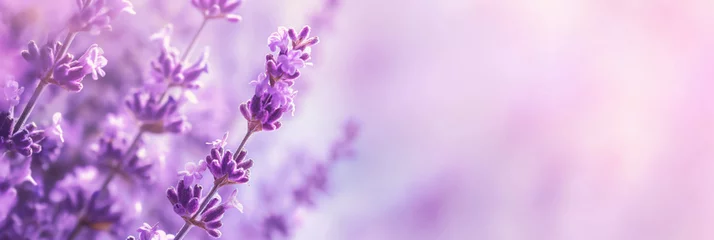 Fotobehang Purple lavender flowers on a violet background in macro photography. Generative AI © Eugen