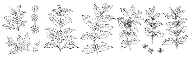 Sketch of coffee branches in ink on a white background. Drawing of a twig with leaves and berries. Coffee beans