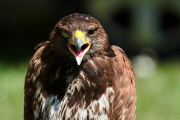 Fototapeta premium portrait of a brown hawk blind in one eye