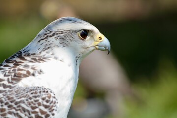 white hawk closeup portrait with green forest on background