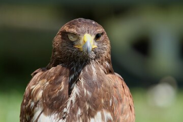 portrait of a brown hawk blind in one eye