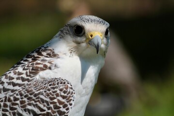 white hawk closeup portrait with green forest on background