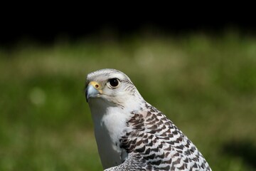 white hawk closeup portrait with green forest on background