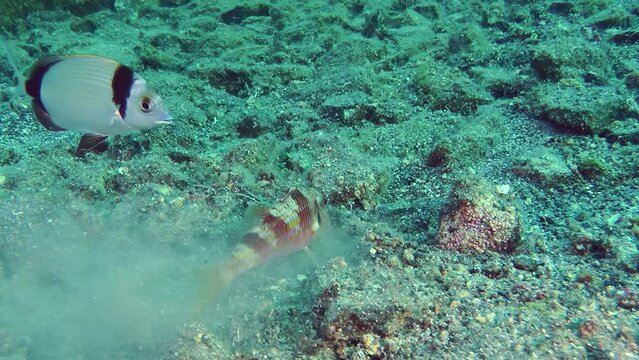Joint hunting: Red mullet (Mullus barbatus) digs the sandy bottom, Common two-banded sea breath (Diplodus vulgaris) picks up food, medium shot.