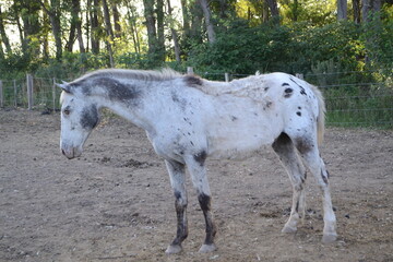 caballo blanco ciego