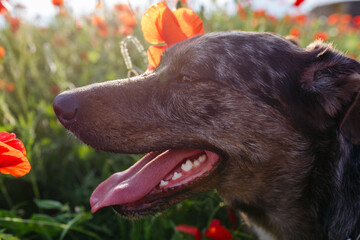 portrait of dog's head with opened mouth in the poppy field during the sunset
