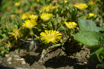 Sommerliche Blütenpracht: Gelbe Blumen im Steingarten