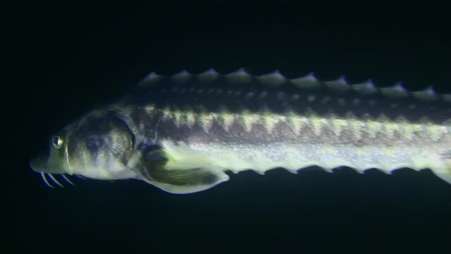The camera follows the Russian sturgeon (Acipenser gueldenstaedtii) as it swims slowly against the dark water column, then leaves the frame, close-up.