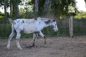 Obraz premium caballo blanco ciego