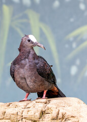 Common Emerald Dove (Chalcophaps indica) - Widespread resident across tropical & subtropical regions of the Indian Subcontinent and Southeast Asia.