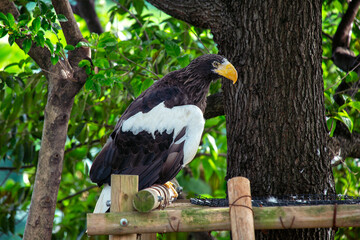 Steller's Sea Eagle (Haliaeetus pelagicus) - Endemic to coastal northeastern Asia