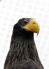 Steller's Sea Eagle (Haliaeetus pelagicus) - Endemic to coastal northeastern Asia