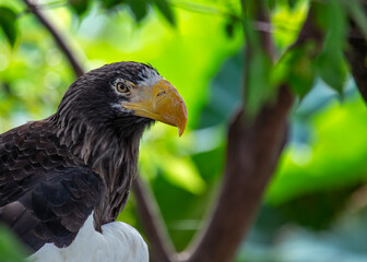 Steller's Sea Eagle (Haliaeetus pelagicus) - Endemic to coastal northeastern Asia