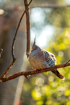 Crested Pigeon (Ocyphaps lophotes) - Found throughout mainland Australia (except far northern tropics)