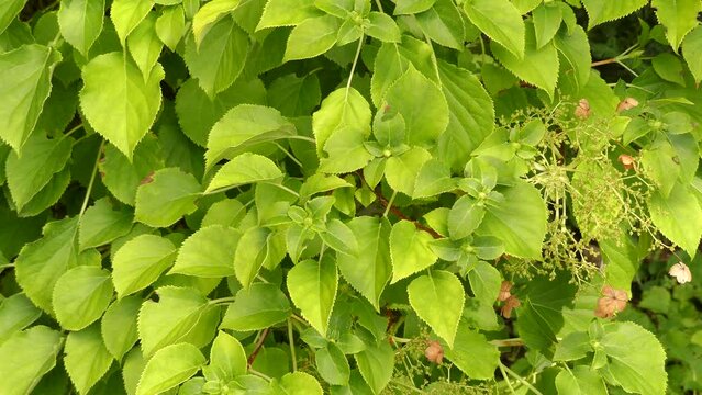 Hydrangea anomala, Japanese climbing-hydrangea, is species of hydrangea native to the woodlands of Himalaya, southern and central China and northern Myanmar. It is a woody climbing plant.