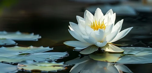 Foto op Canvas white water lilies © Saba