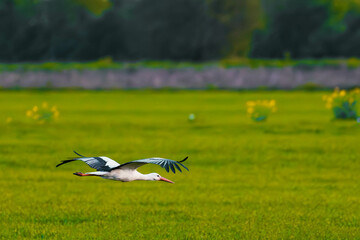 Storch im Feld zur goldenen Stunde 