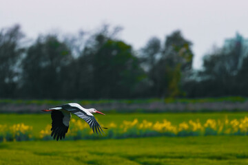 Obraz premium Storch im Feld zur goldenen Stunde 