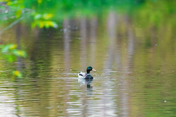Entenliebe,
Entenfamilie
Entenleben
Entenwelt
Entenfreunde
Entenbeobachtung
Entenfütterung
Ententeich
Entenschwimmen
Entenblick
Entenfotografie
Entenflug
Entennatur
Entenbrut
Entenschnabel
Entenfreude