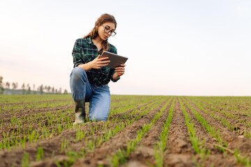 Woman Farmer on a green wheat field with a tablet in his hands. Organic green wheat in the field....