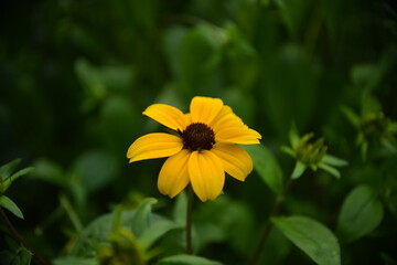 Schwarzäugige Susanne in voller Blüte im Garten