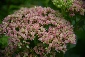 Zarte rosa Blütenblätter-Rosa Sedum-Blüten