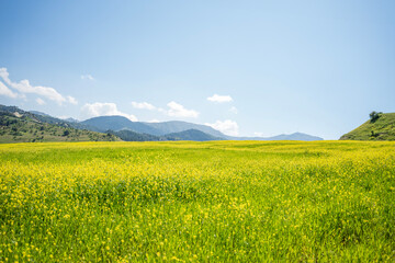 Spring, Spring wheat field, A plain full of spring flowers, A person who walks in a field full of spring flowers, A couple walking in a field full of flowers, A woman walking in a field full of spring