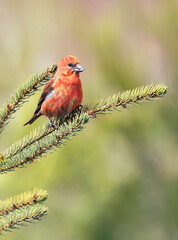 White winged Crossbills male and female perched in a fir, Canada