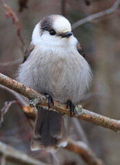 Gray Jay perched on a tree branch in the forest with grey background, Canada
