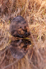 North American beaver portrait and his reflection on the lake
