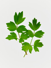 Freshly picked lovage leaves. A healthy addition to a meal or broth. Aphrodisiac, antioxidant. 