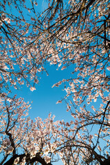 Almond blossoms with the sky in the background - 784770819