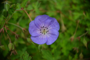 Ein Hauch von Blau-Leuchtend blaue Blume im Grünen