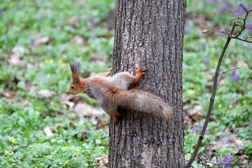 Portrait of red squirrel on a tree trunk in a spring park