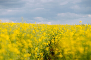 Obraz premium Bright yellow rapeseed field in sunny spring day.