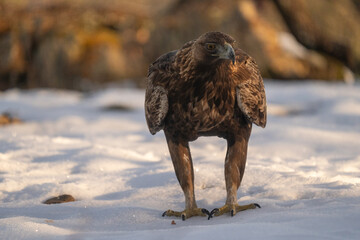 Golden eagle in snow forest
