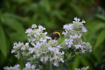 Summendes Leben auf der Blüte-Hummel auf weißen Blüten